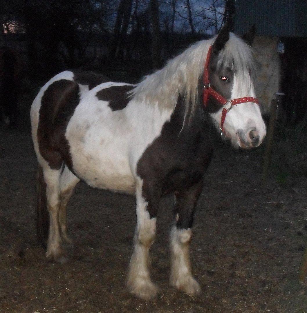 Tinker Sally - 6-4-2012 billede 4