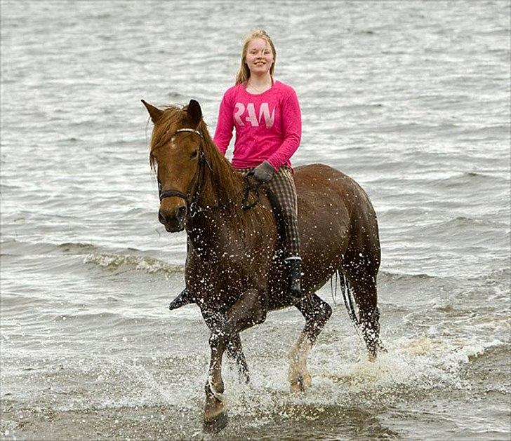 Anden særlig race MJ Mille | Tidl Låne Hest - Foto af Leif billede 11