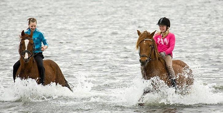 Anden særlig race MJ Mille | Tidl Låne Hest - Maja,Mig,Elle&Mille
Foto af Leif billede 12
