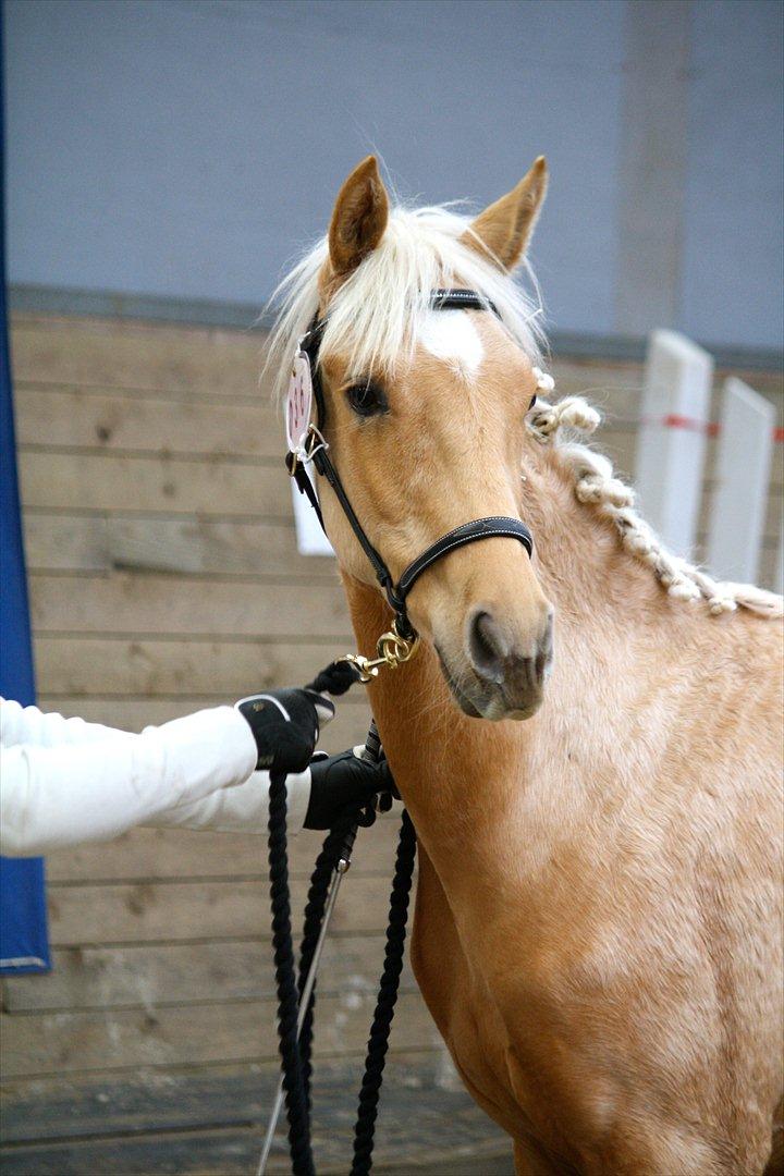 Palomino Hedegaards California Blue - PSA plagskue 2012. Callie 9 måneder gammel.  billede 42