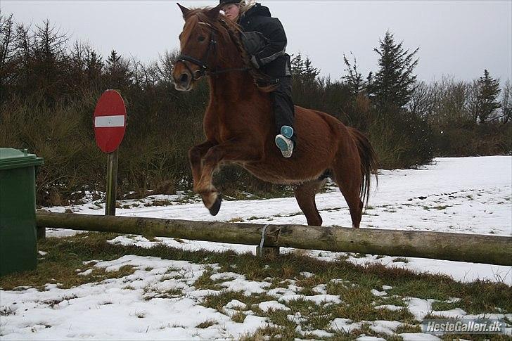 Anden særlig race MJ Mille | Tidl Låne Hest - Foto af MMB billede 13