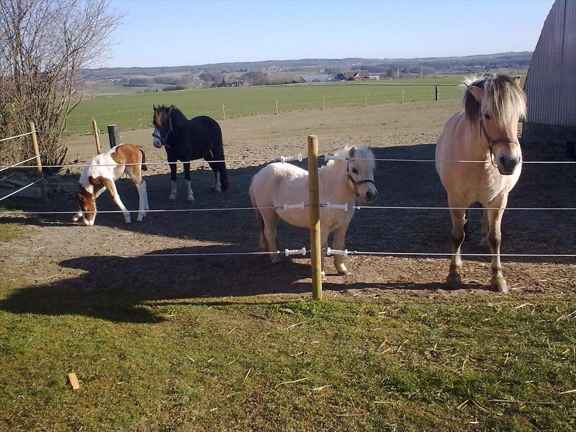 Fjordhest Ronja billede 23