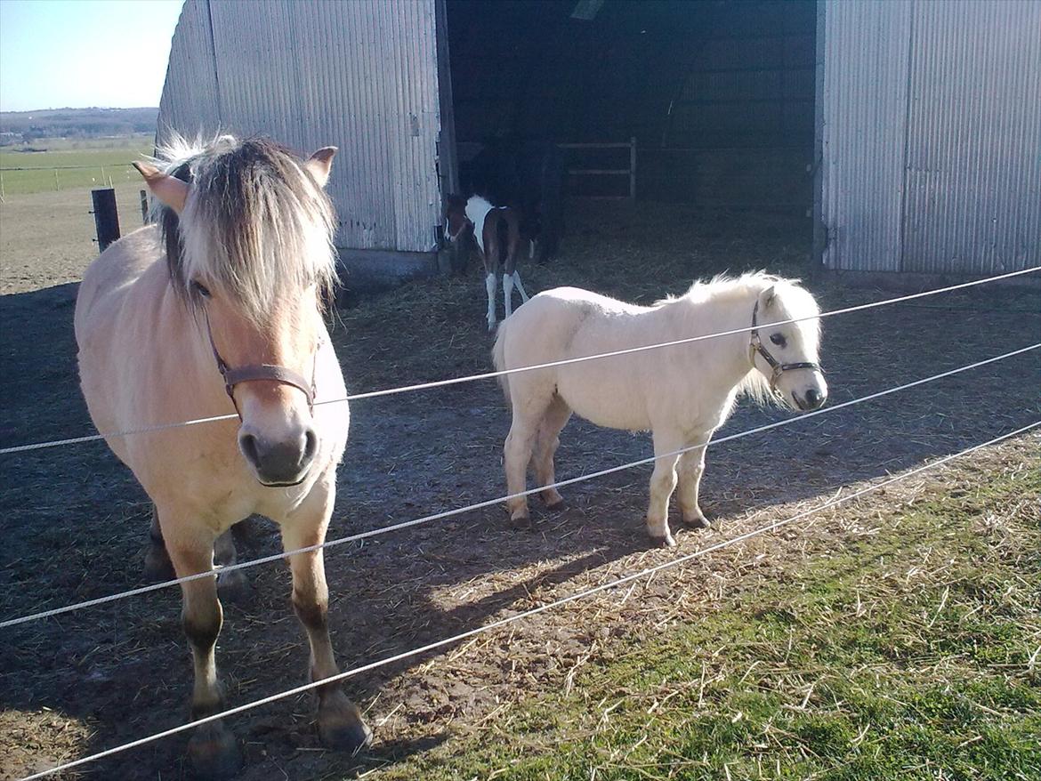 Fjordhest Ronja billede 24