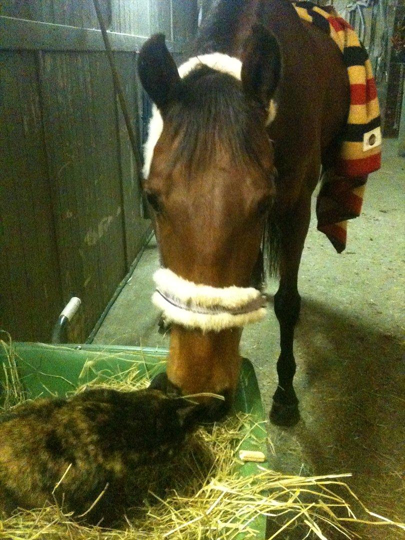 Anden særlig race Allgrea - søøøøødt! :-** billede 7