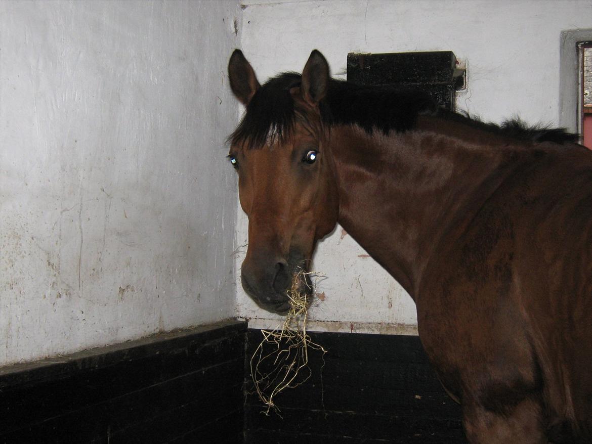 Dansk Varmblod Bernard<3 - Bernard nogle af de første år vi havde ham :)  billede 4