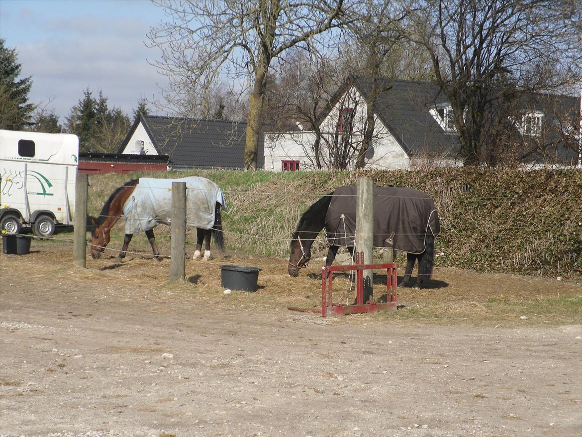 Dansk Varmblod Bernard<3 - Ragtime & Bernard på  deres sygefolde  billede 5