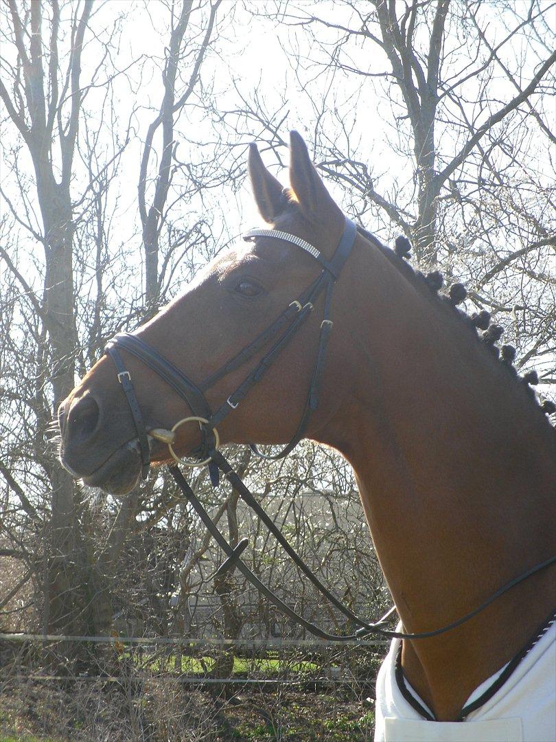 Dansk Varmblod Bernard<3 - Bernard og Jeg til vores første stævne sammen vi red LA1  billede 3