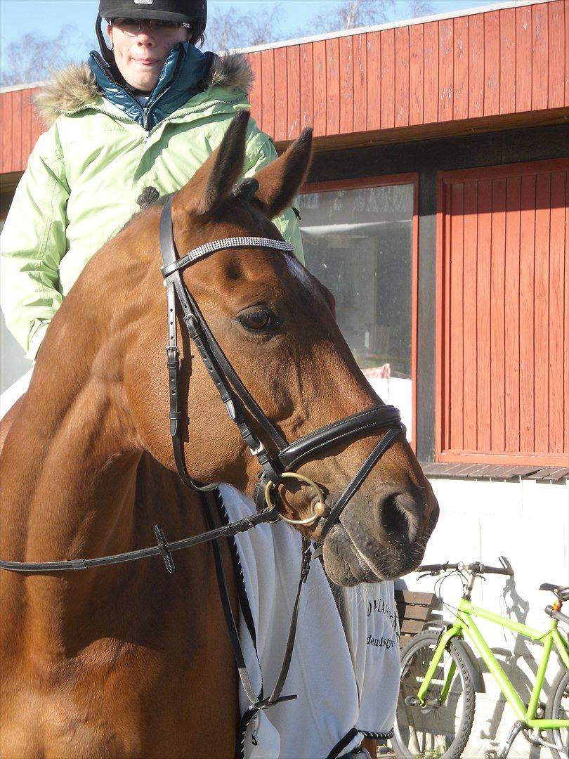 Dansk Varmblod Bernard<3 - Bernard og Jeg til vores første stævne sammen vi red LA1  billede 1