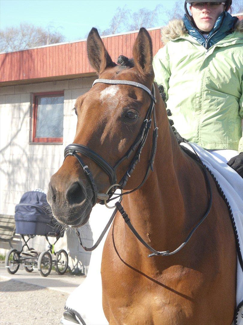 Dansk Varmblod Bernard<3 - Bernard og Jeg til vores første stævne sammen vi red LA1  billede 6