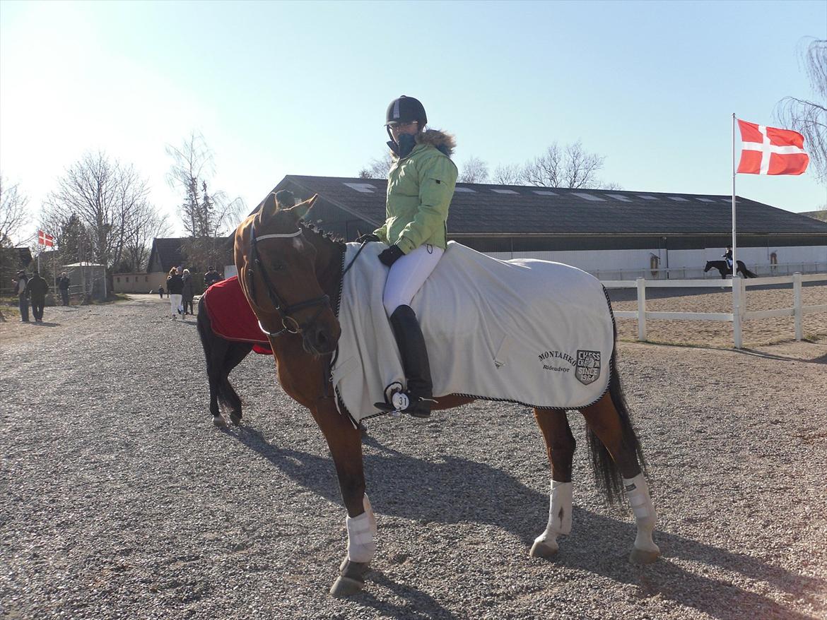 Dansk Varmblod Bernard<3 - Bernard og Jeg til vores første stævne sammen vi red LA1  billede 7
