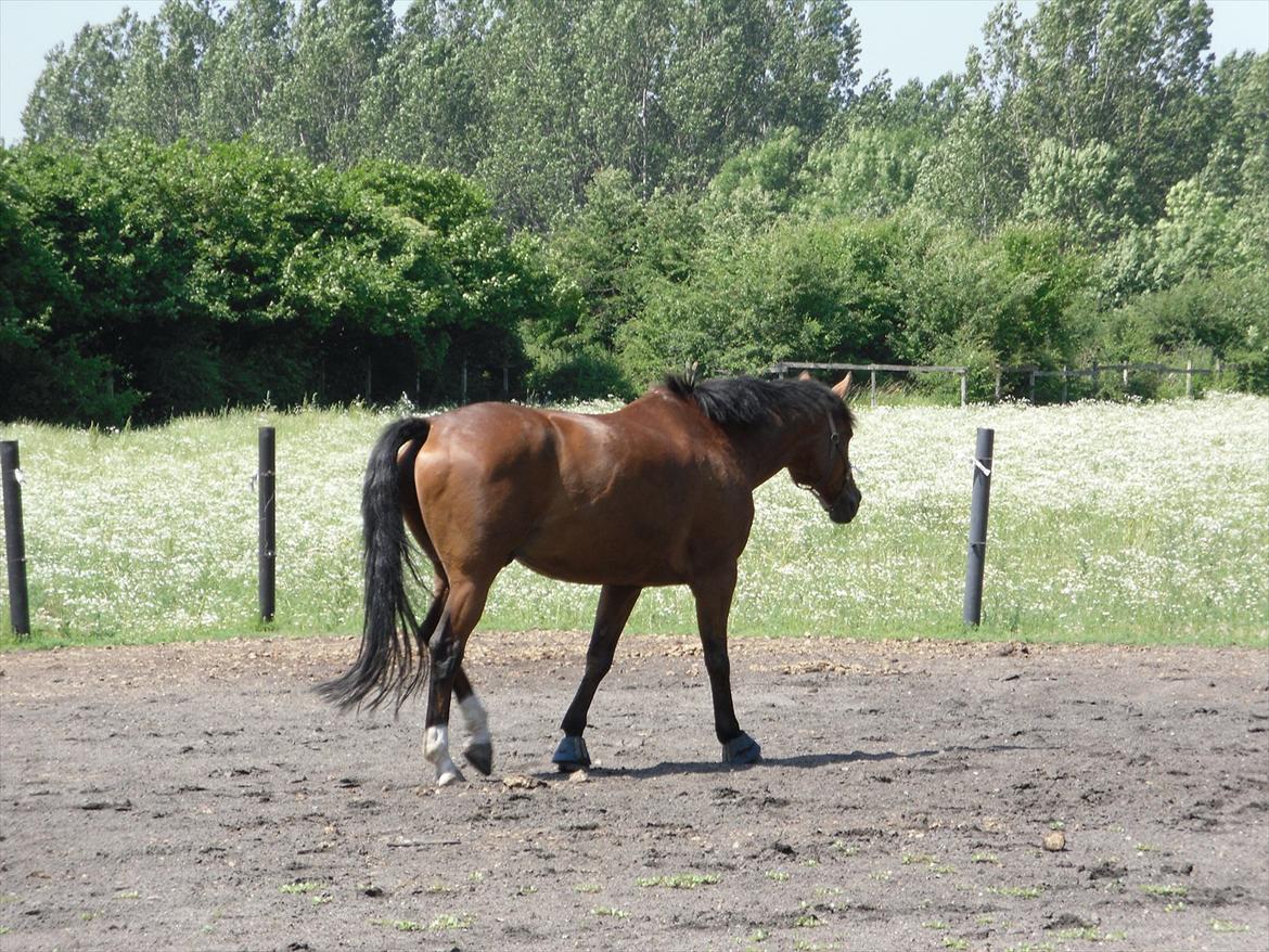 Dansk Varmblod Bernard<3 - Bernard  billede 8