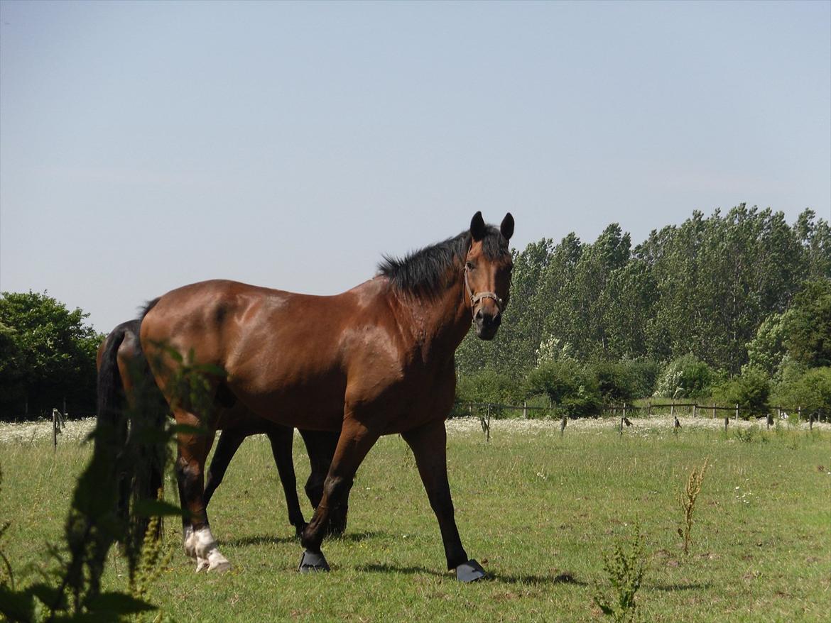 Dansk Varmblod Bernard<3 - Hov... er der nogle der ovre???? billede 9
