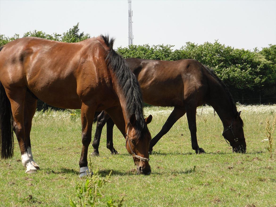Dansk Varmblod Bernard<3 - Bernard & Ragtime  billede 10