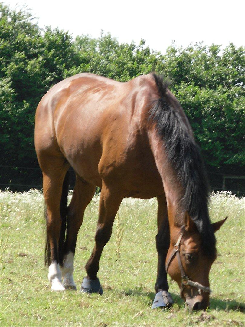 Dansk Varmblod Bernard<3 - MAD!!!!!!! billede 11