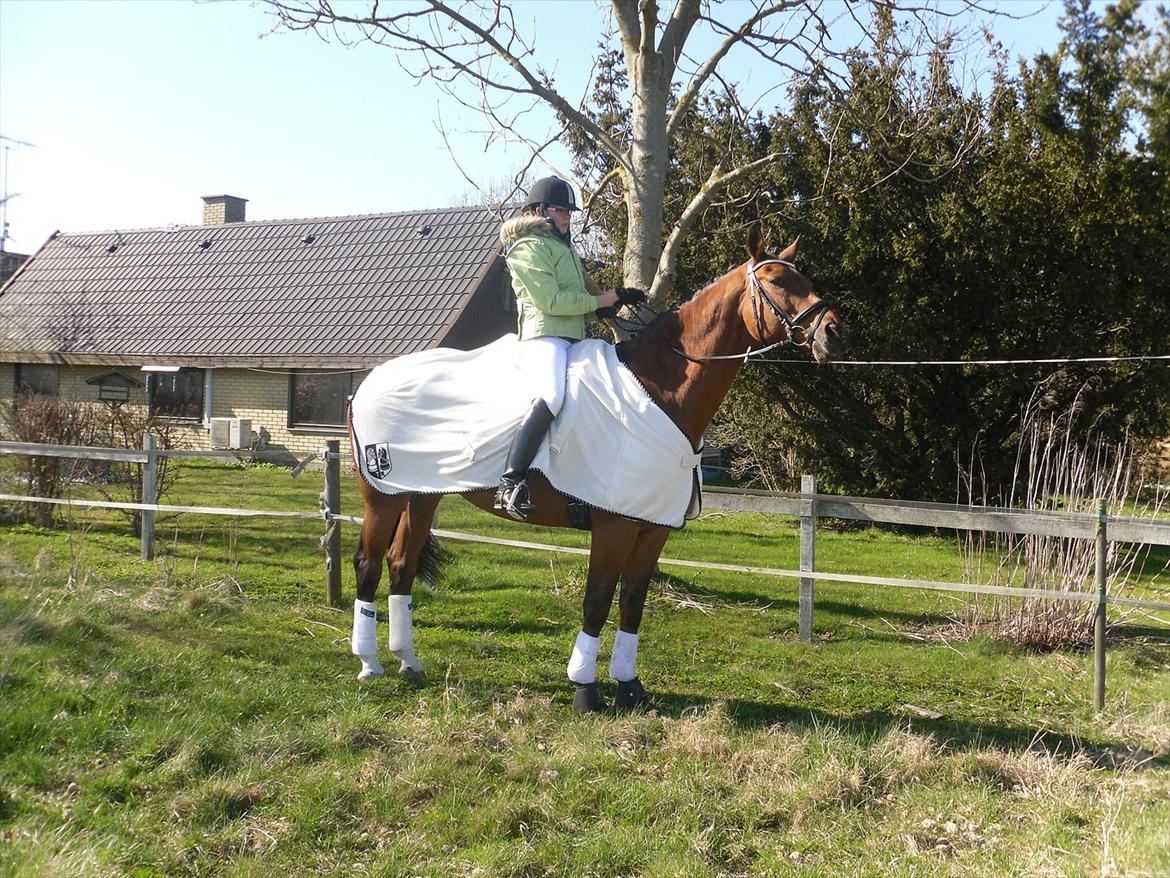 Dansk Varmblod Bernard<3 - Bernard og Jeg til vores første stævne sammen vi red LA1  billede 15