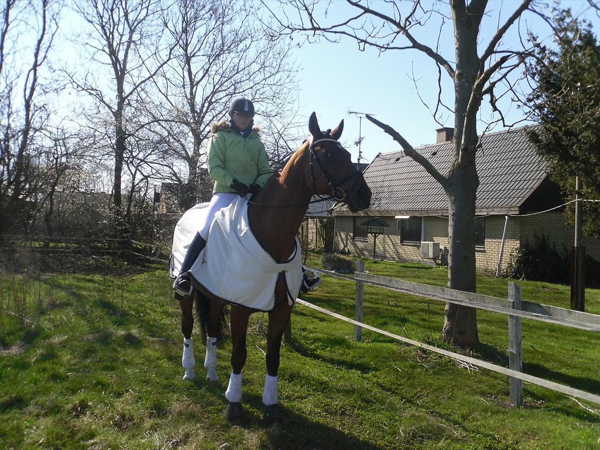Dansk Varmblod Bernard<3 - Bernard og Jeg til vores første stævne sammen vi red LA1  billede 16