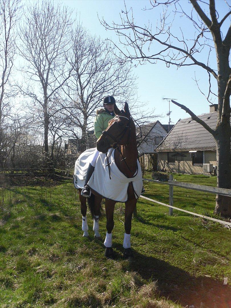 Dansk Varmblod Bernard<3 - Bernard og Jeg til vores første stævne sammen vi red LA1  billede 17