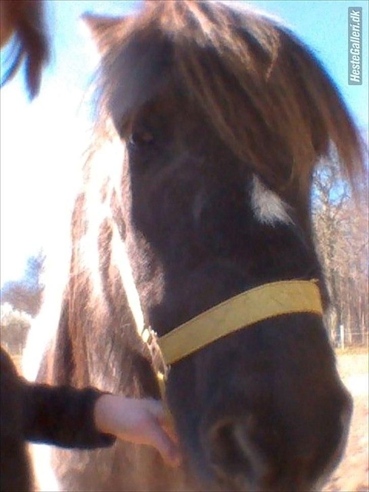 Islænder helsehjemmet´s ari billede 1