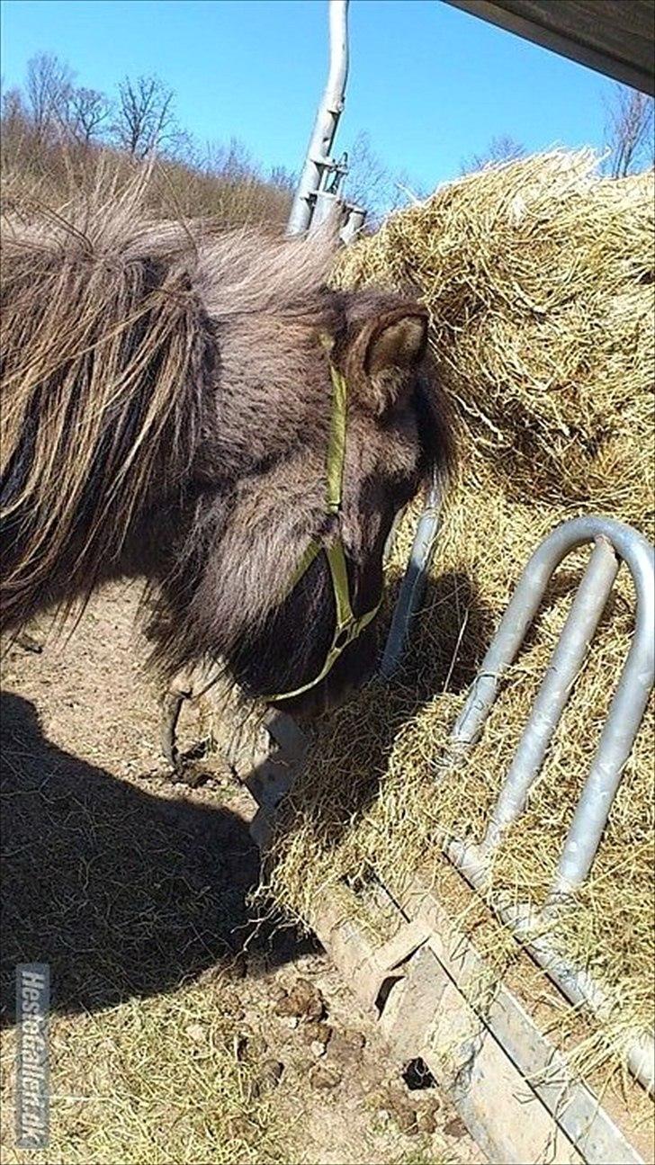 Islænder helsehjemmet´s ari billede 2