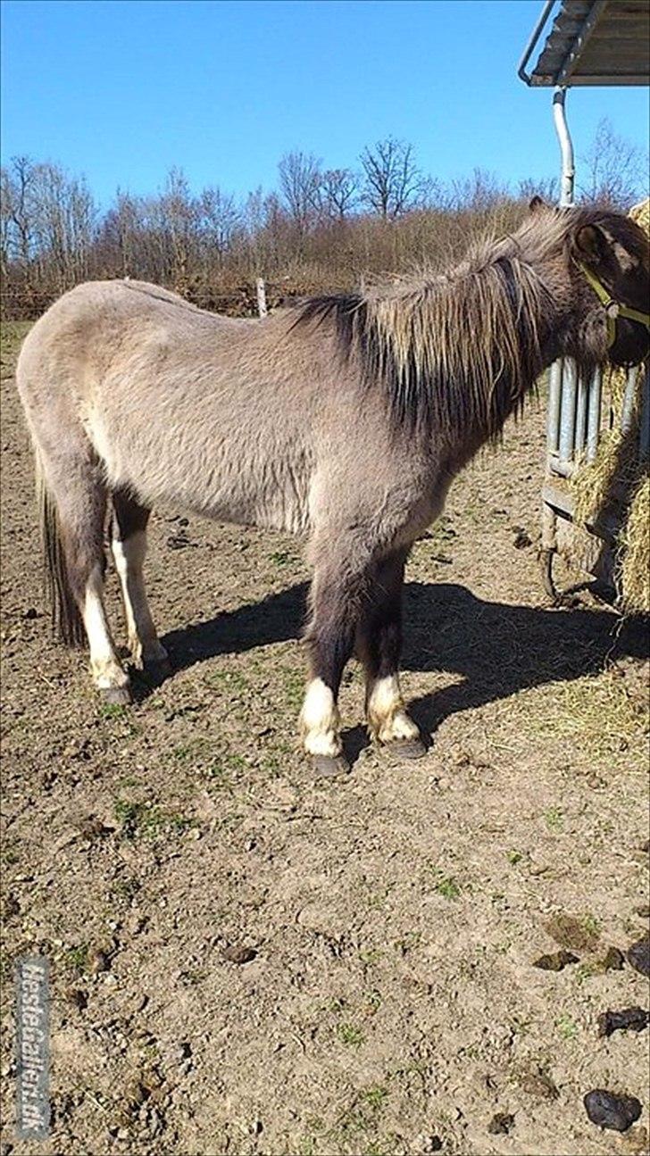 Islænder helsehjemmet´s ari billede 3