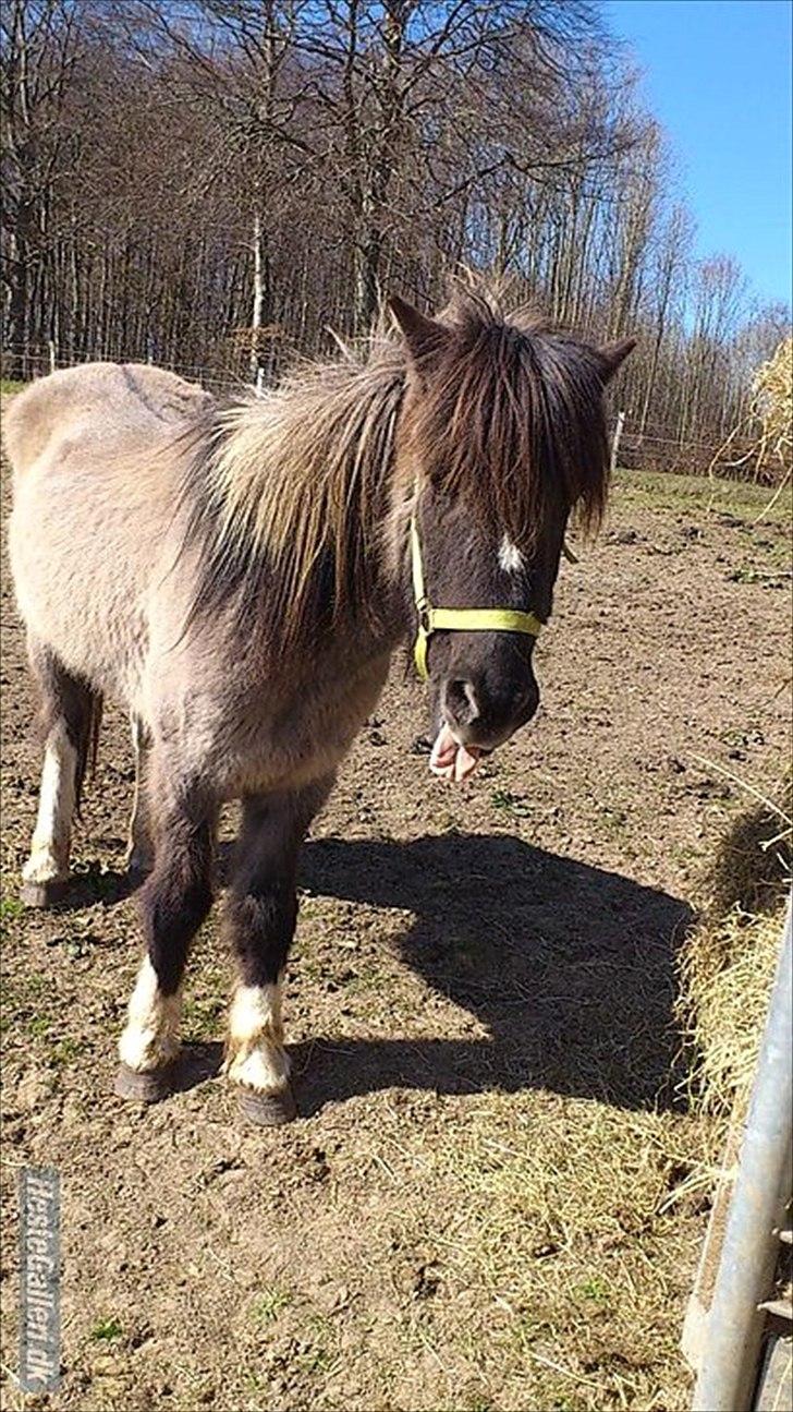 Islænder helsehjemmet´s ari billede 4