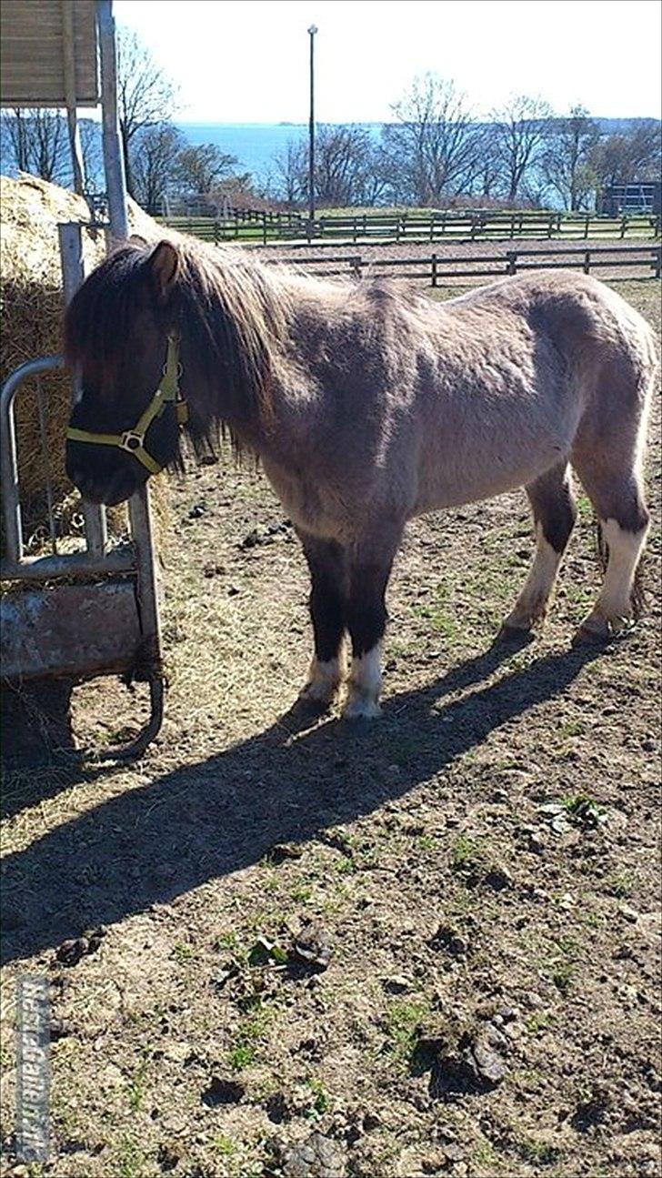 Islænder helsehjemmet´s ari billede 5