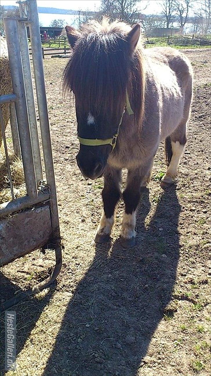 Islænder helsehjemmet´s ari billede 6