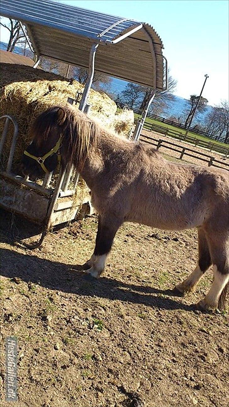 Islænder helsehjemmet´s ari billede 7