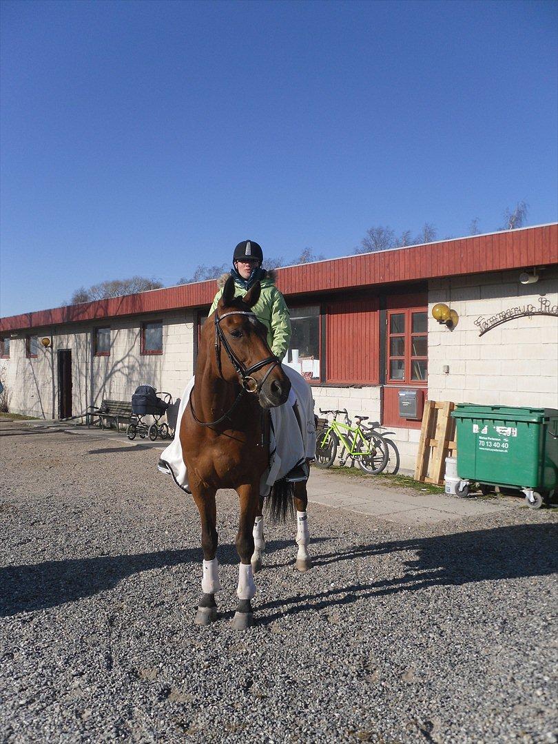 Dansk Varmblod Bernard<3 - Bernard og Jeg til vores første stævne sammen vi red LA1  billede 18
