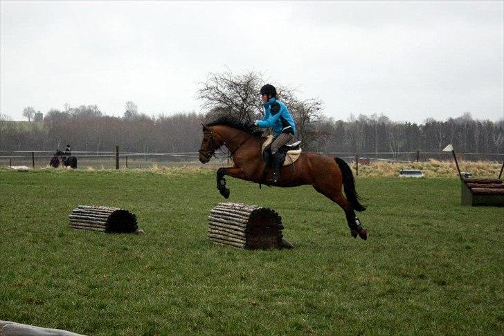 New Forest Solstrålens Idefix *STJERNE* billede 7