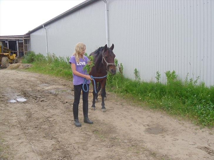 Connemara Tobæks Isabella <3 - en dejlig sommer dag på vej til folden  billede 3