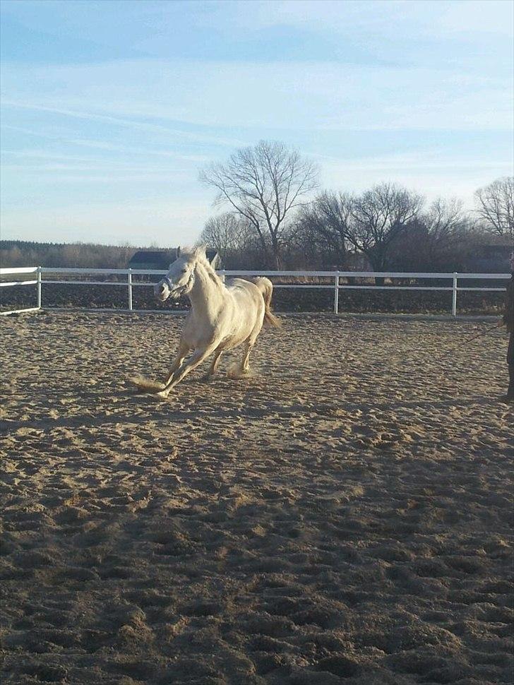 Anden særlig race • William - vildhest løs på ridebanen.. billede 15