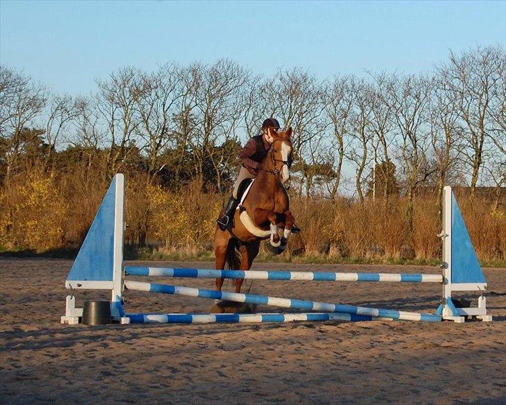 Dansk Varmblod Aqua Z - Karina og Aqua, træning i NVR. 04.04.12 billede 19