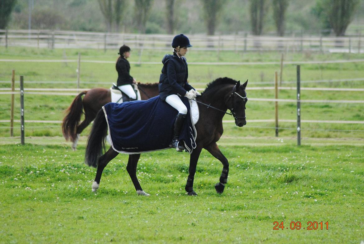Tysk Sportspony Timo 215¨ - Opvarmning til dressur stævne. 
Fotograf. Peter Heiberg billede 4