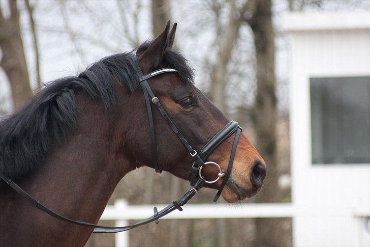 Dansk Varmblod Ibrahim billede 1