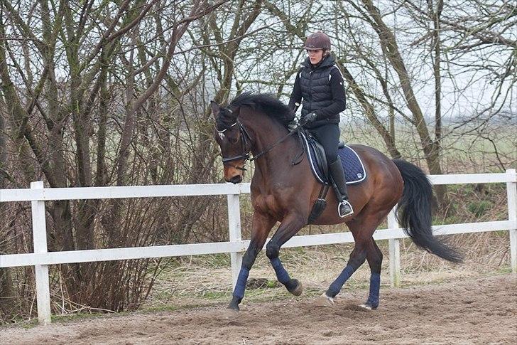 Dansk Varmblod Ibrahim billede 8