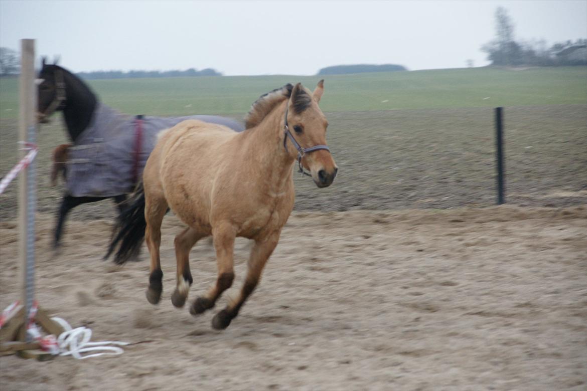 Anden særlig race Cajsa<3! *SOLGT :(* - Fly bby' fly<3 billede 15