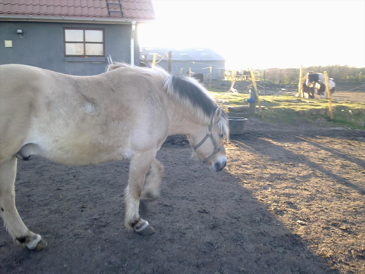 Fjordhest Felix - hvem er de der over billede 2