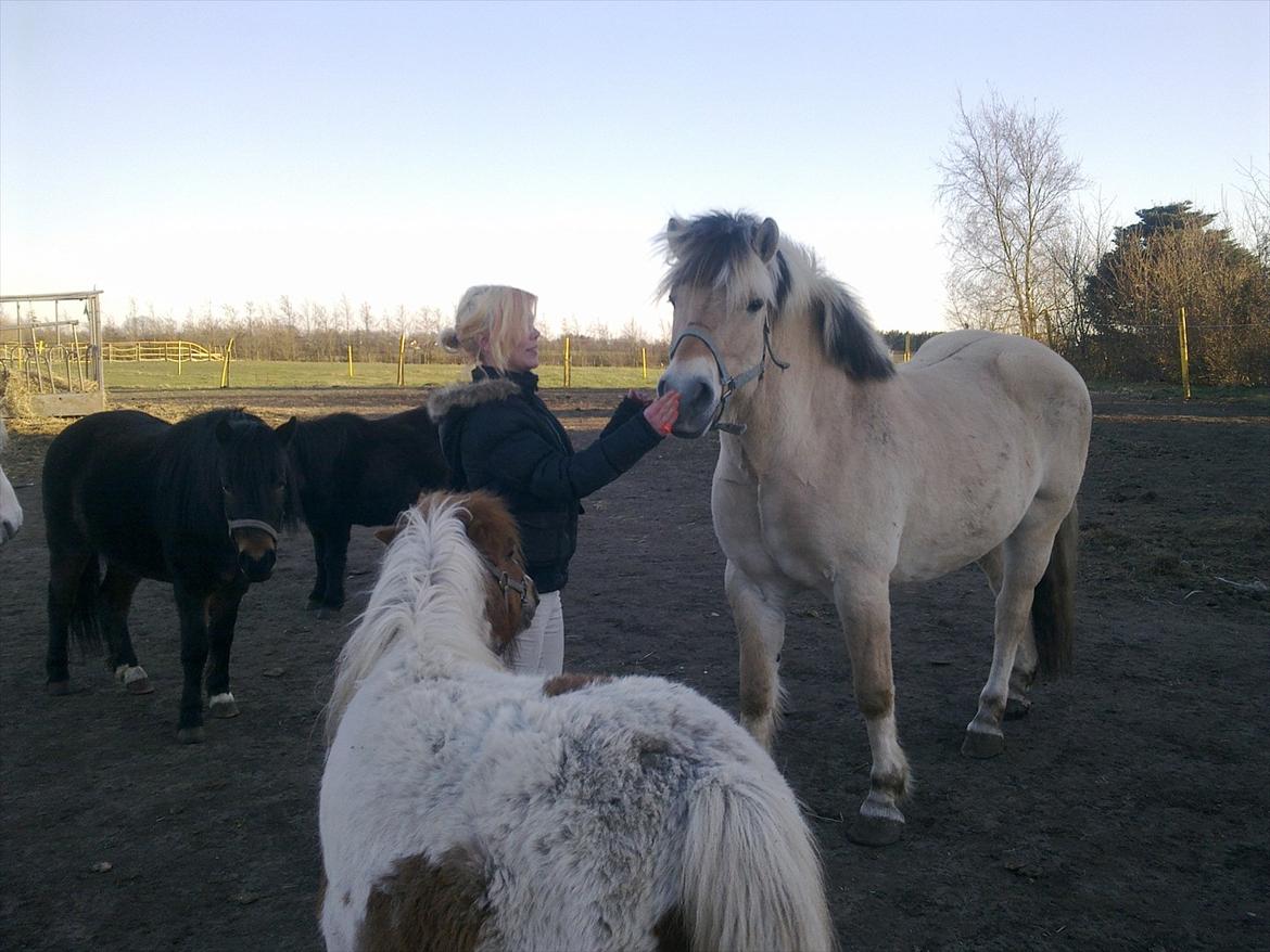 Fjordhest Felix - jeg kan staa stille. billede 3