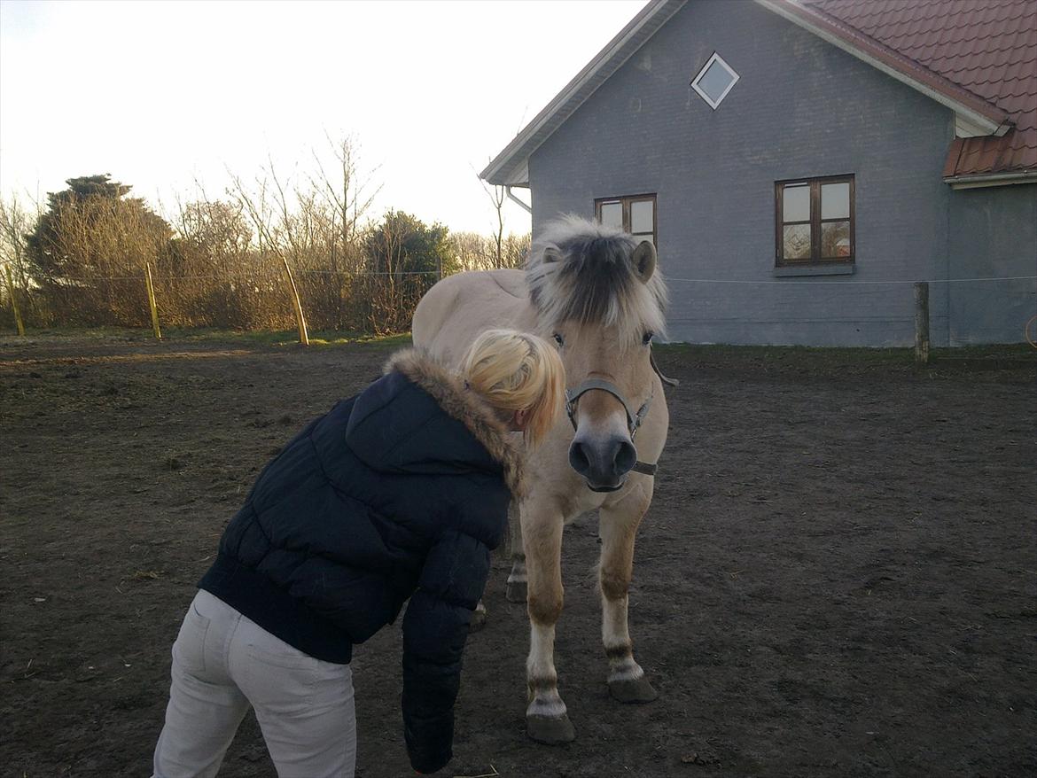 Fjordhest Felix - tror de leger. billede 4