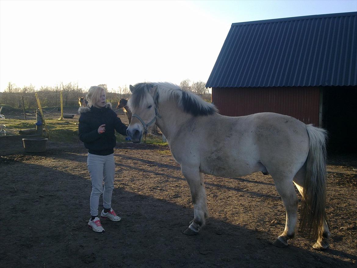 Fjordhest Felix billede 5