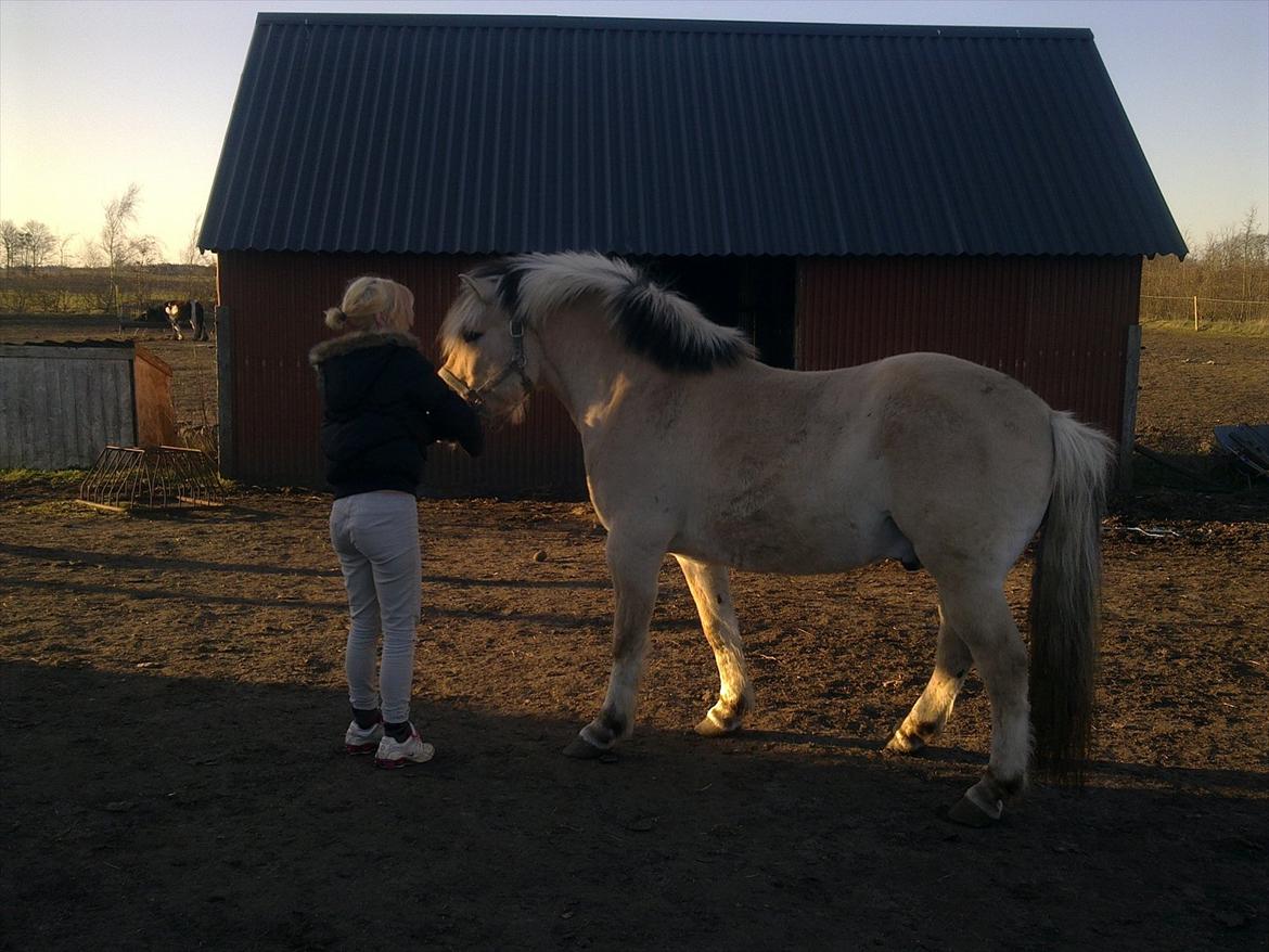 Fjordhest Felix billede 6