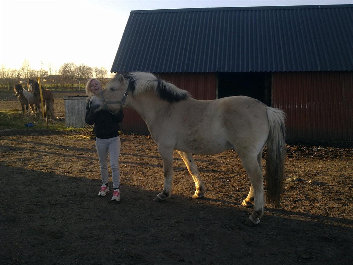 Fjordhest Felix billede 7