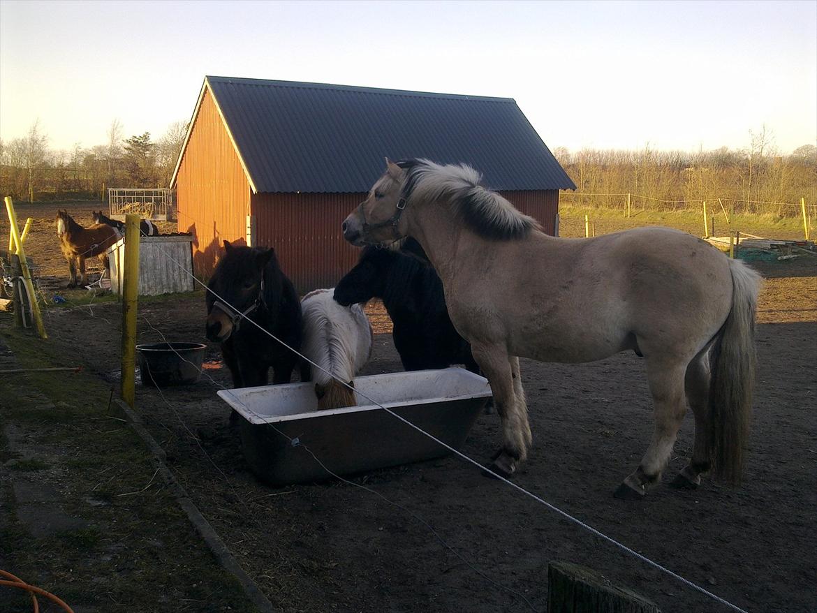 Fjordhest Felix - spisetid. billede 8