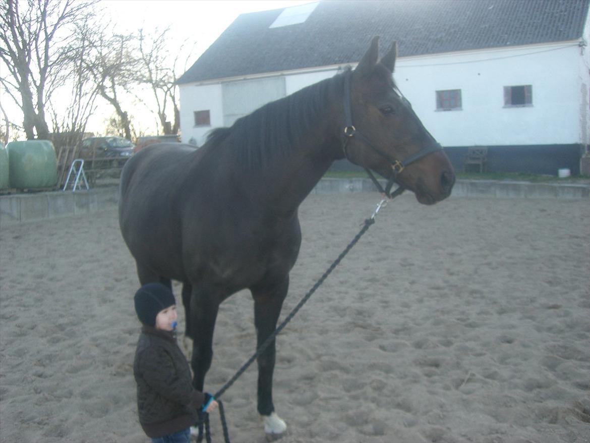 Dansk Varmblod Marita - Posering på ridebanen påsken 2012 billede 9