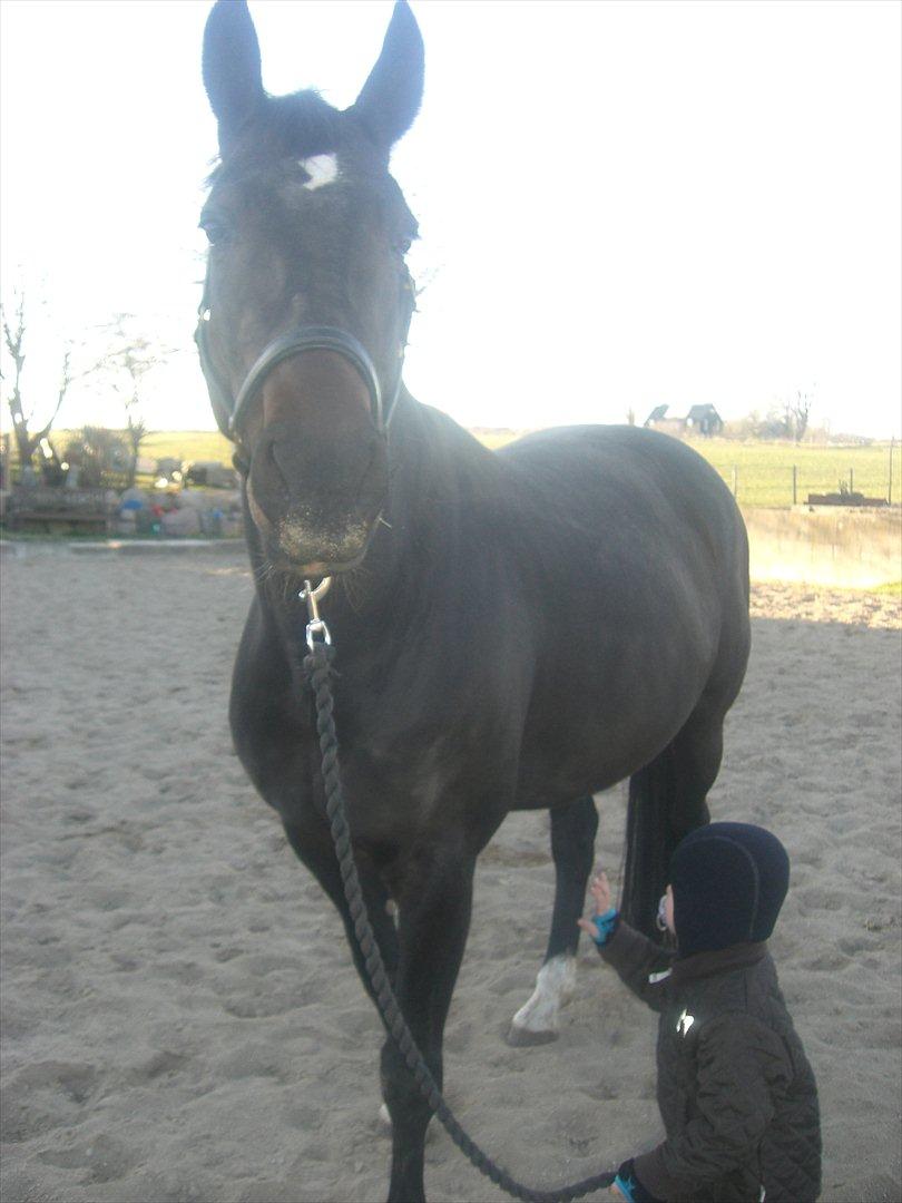 Dansk Varmblod Marita - Smukke prinsesse April 2012 billede 10