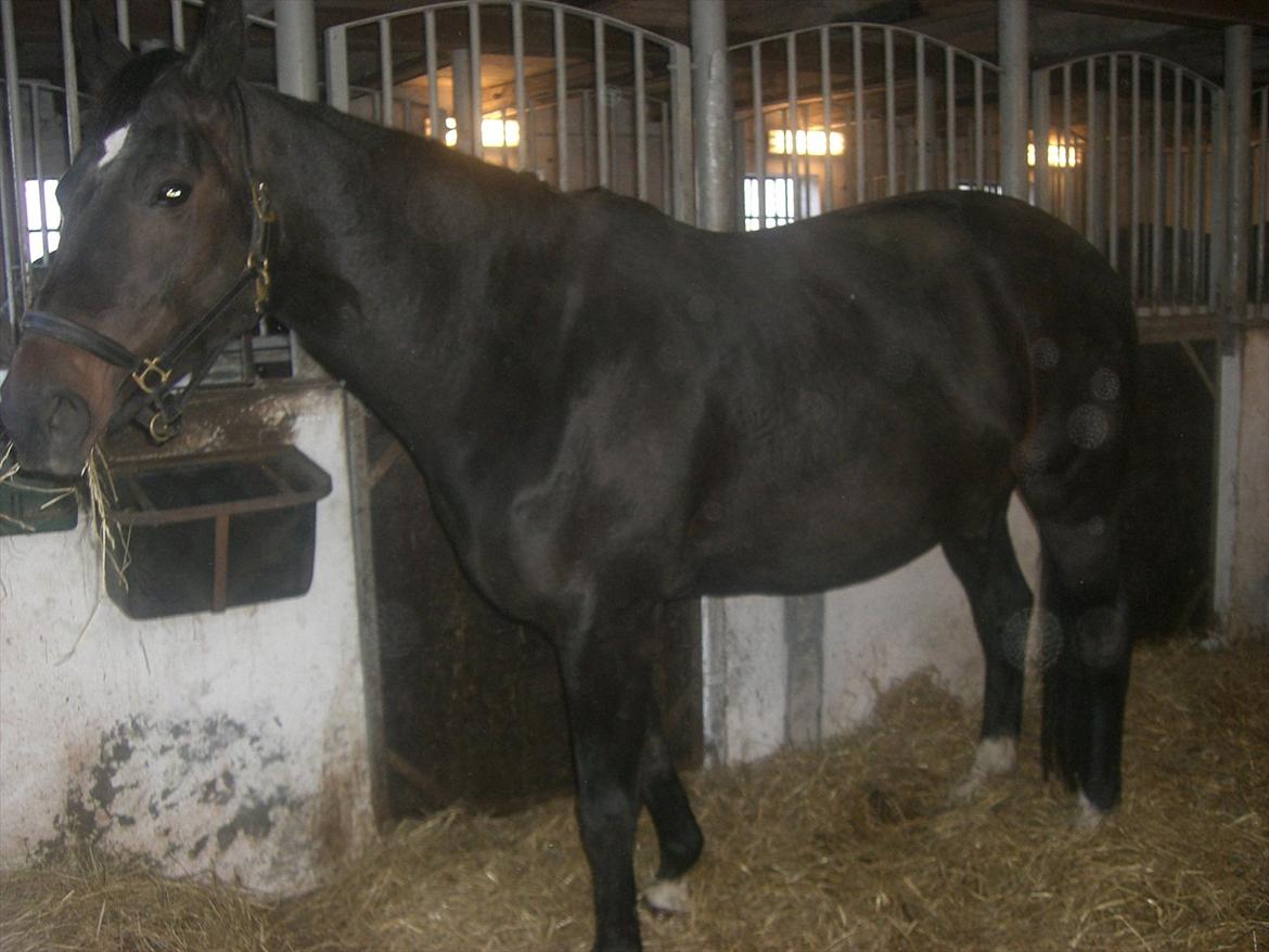 Dansk Varmblod Marita - I boksen April 2012 billede 11