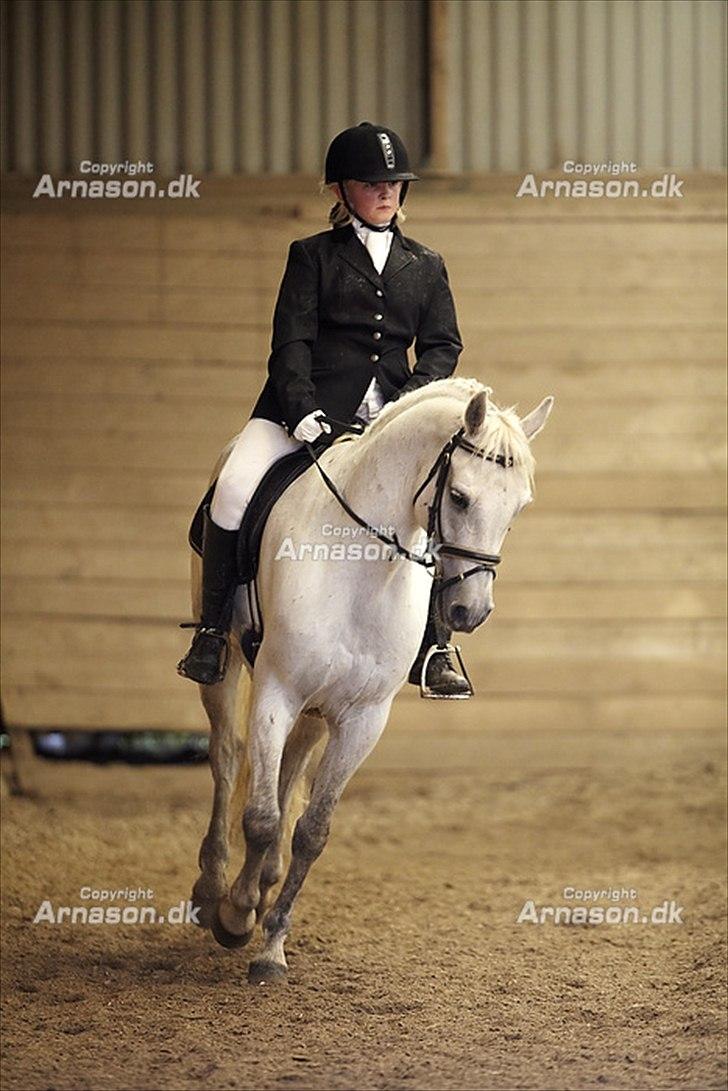 Connemara Solvang's Bastian - Stævne <3 billede 14