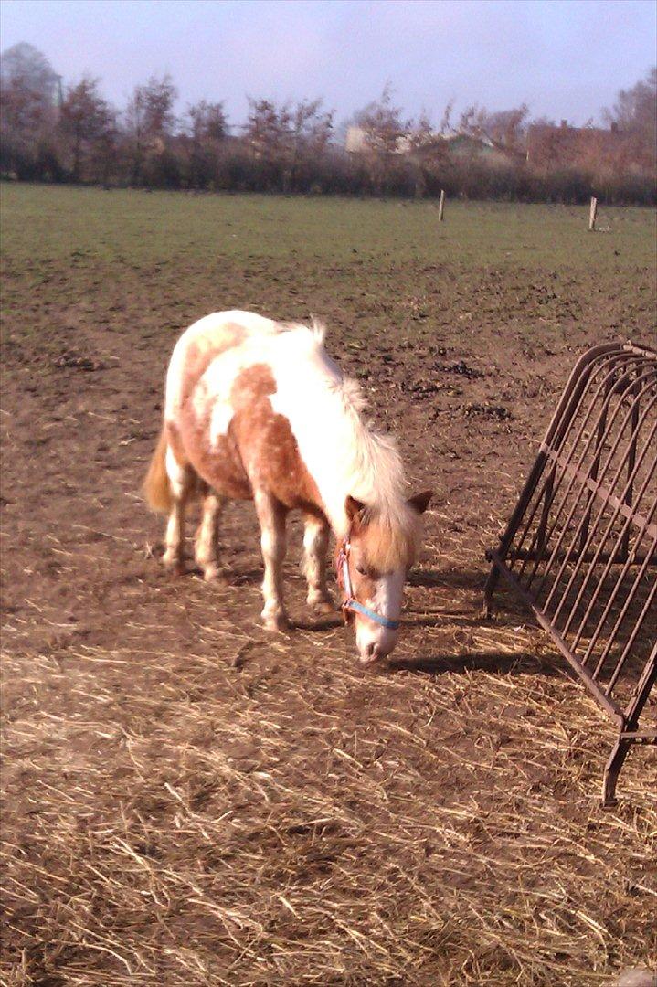 Anden særlig race Little Miss Layla billede 7
