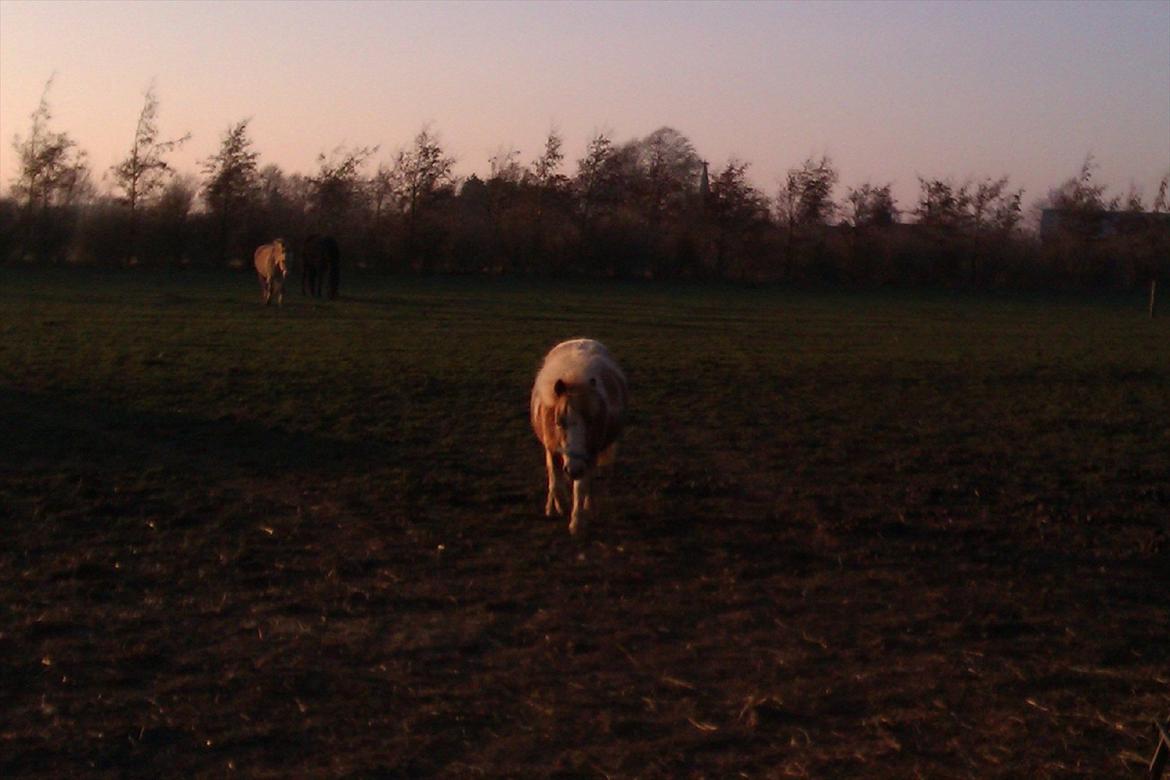 Anden særlig race Little Miss Layla billede 8